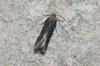 Aproaerema anthyllidella